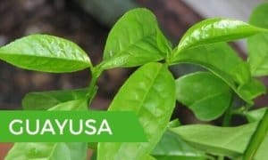 Guayusa leaf