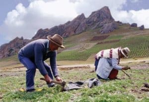 Man and Woman harvesting Maca from fields