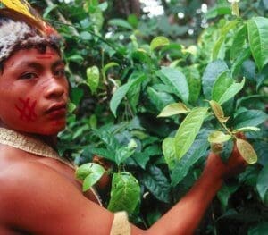 Amazon Warrior With Guayusa Plant