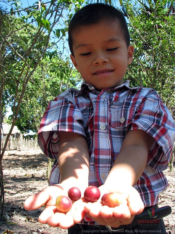 Showing off camu camu berries just picked from Myrciaria dubia shrub