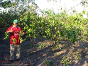 man harvesting camu camu in jungle | Where Camu Camu Grows
