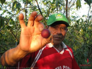 man shows ripe camu camu berry - what is camu camu
