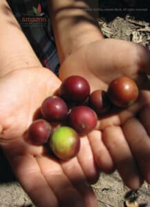 Camu Camu Vitamins