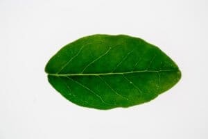 boldo leaf