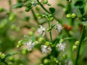 Vassourinha - Scoparia dulcis plant