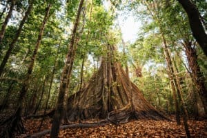 Biodiversity in the Amazon Rainforest