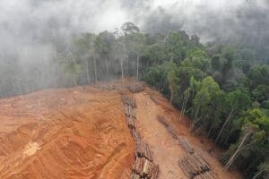 Fight Deforestation